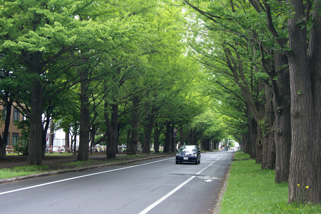 Rows of trees at Ginkgo avenue at Hokkaido university Japan